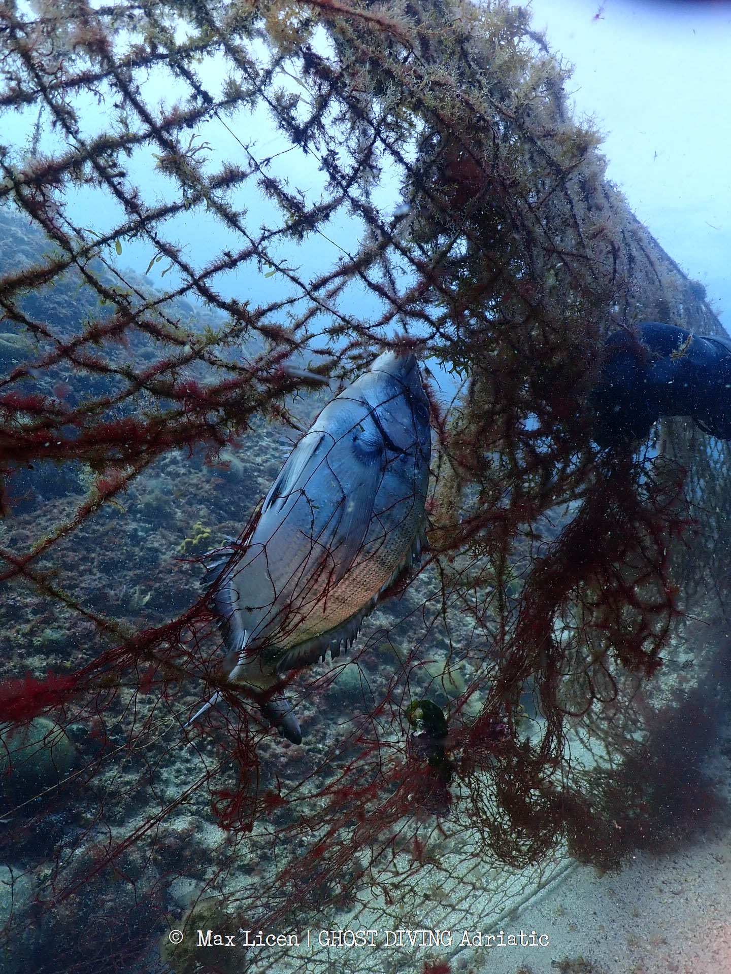 Fisch, der sich im Meer in einem Fischernetz verfangen hat